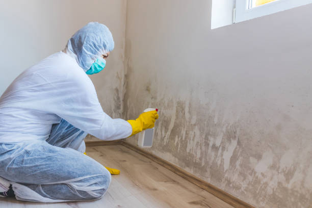 Licensed Basement Mold Remediation service in Columbia, IL - Car Mold Remediation