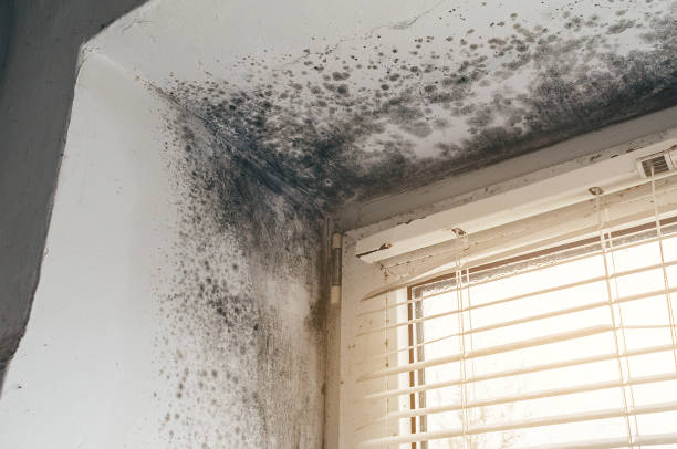 Affordable Basement Mold Remediation solutions in Columbia, IL